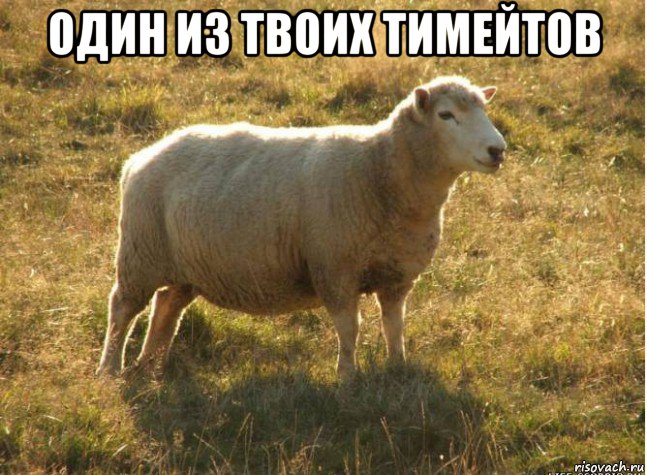 один из твоих тимейтов , Мем Типичная овца