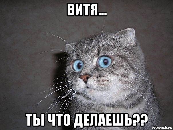 витя... ты что делаешь??, Мем  удивлённый кот