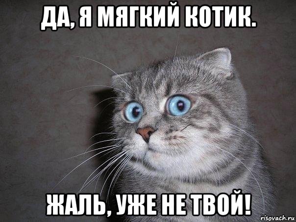 да, я мягкий котик. жаль, уже не твой!, Мем  удивлённый кот