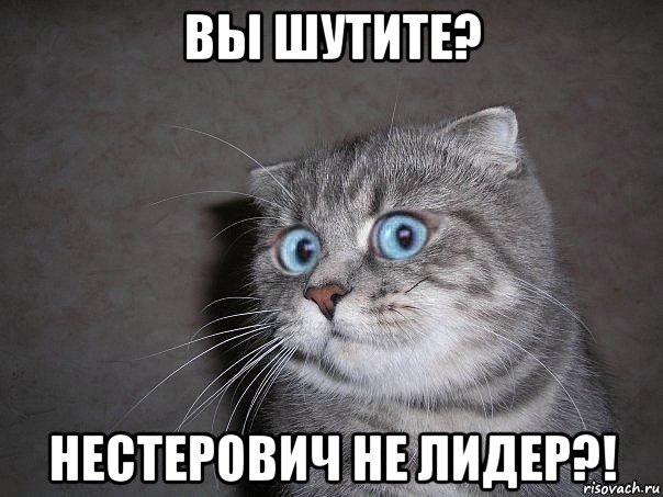 вы шутите? нестерович не лидер?!, Мем  удивлённый кот