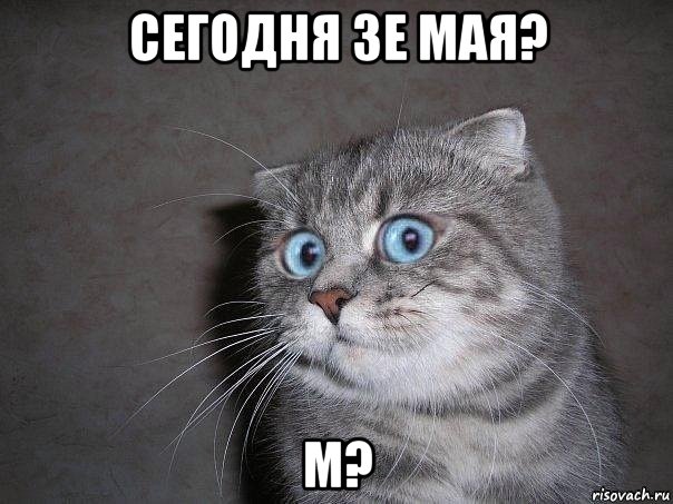 сегодня 3е мая? м?, Мем  удивлённый кот