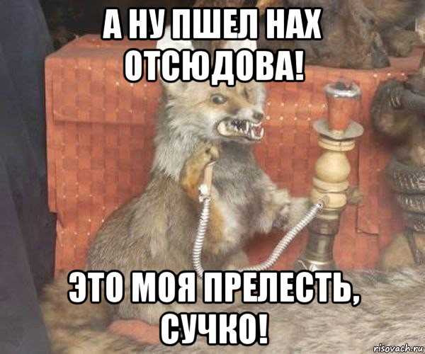 а ну пшел нах отсюдова! это моя прелесть, сучко!