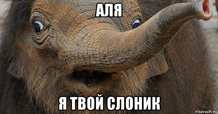 аля я твой слоник