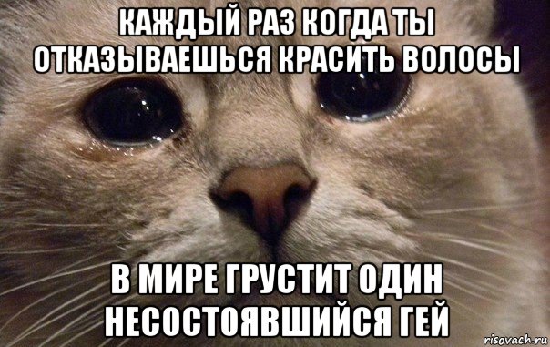 каждый раз когда ты отказываешься красить волосы в мире грустит один несостоявшийся гей, Мем   В мире грустит один котик