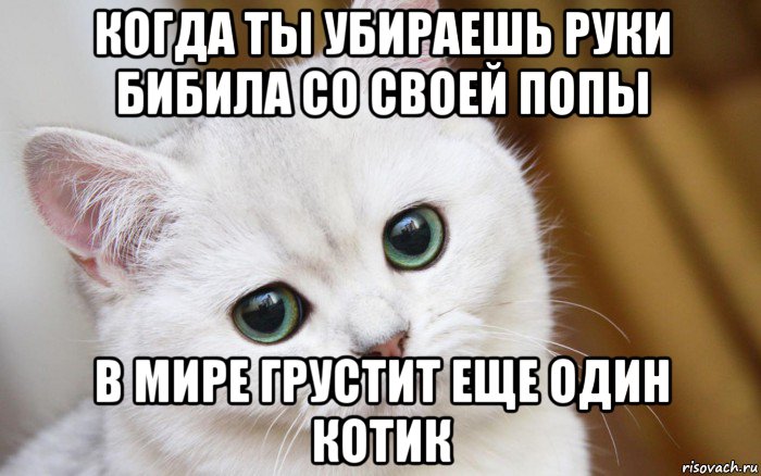 когда ты убираешь руки бибила со своей попы в мире грустит еще один котик, Мем  В мире грустит один котик