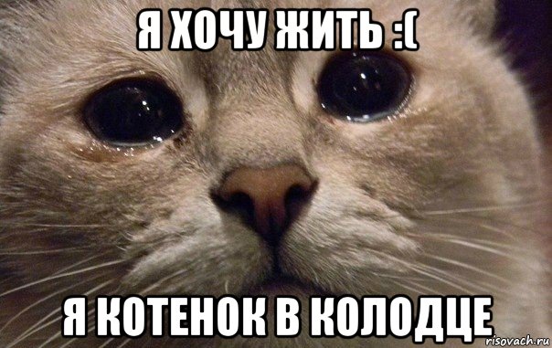 я хочу жить :( я котенок в колодце, Мем   В мире грустит один котик