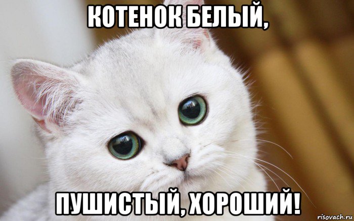 котенок белый, пушистый, хороший!, Мем  В мире грустит один котик