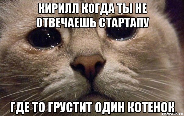 кирилл когда ты не отвечаешь стартапу где то грустит один котенок, Мем   В мире грустит один котик