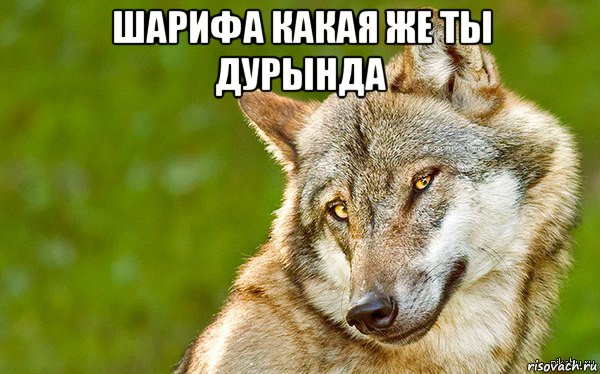 шарифа какая же ты дурында , Мем   Volf