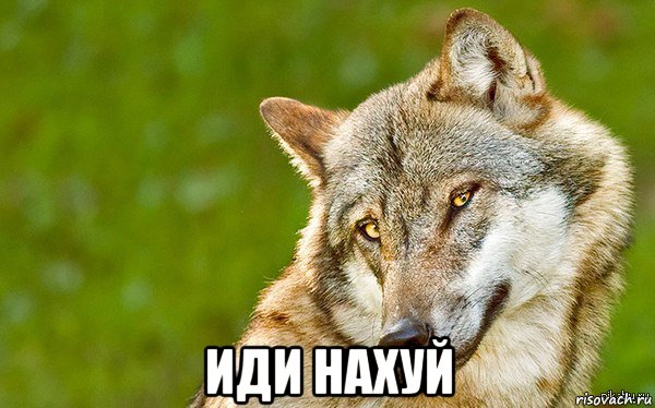  иди нахуй, Мем   Volf