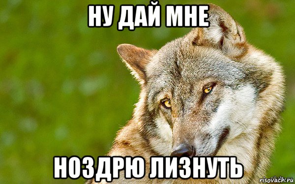 ну дай мне ноздрю лизнуть, Мем   Volf