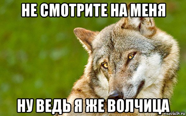 не смотрите на меня ну ведь я же волчица, Мем   Volf