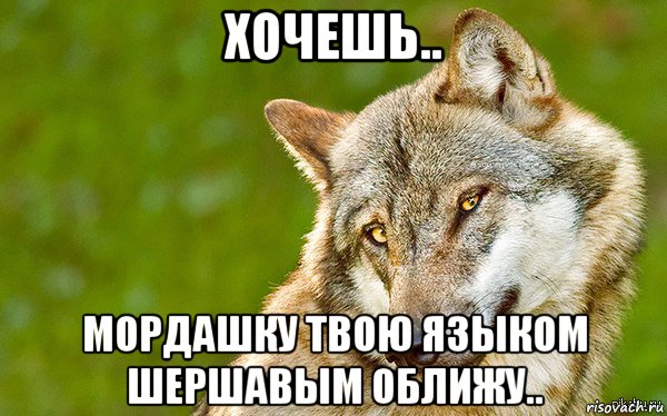 хочешь.. мордашку твою языком шершавым оближу.., Мем   Volf