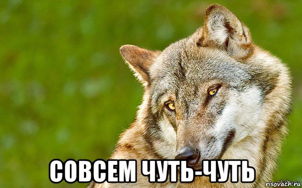  совсем чуть-чуть, Мем   Volf