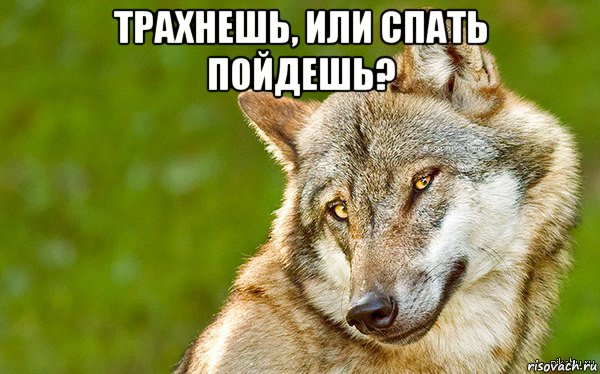 трахнешь, или спать пойдешь? , Мем   Volf