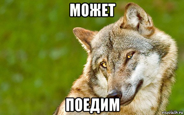 может поедим, Мем   Volf