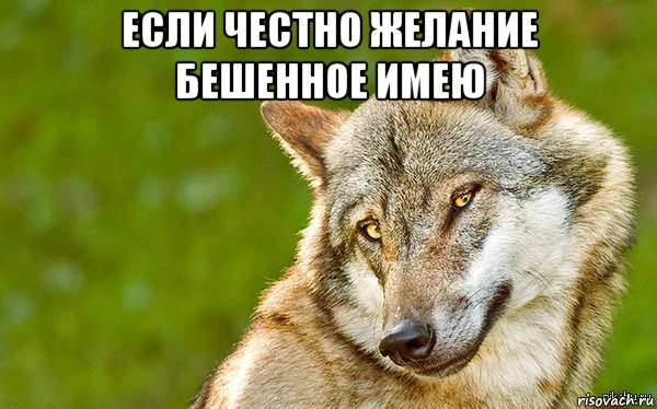 если честно желание бешенное имею , Мем   Volf