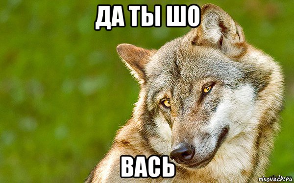 да ты шо вась, Мем   Volf