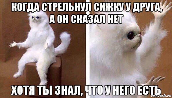 когда стрельнул сижку у друга, а он сказал нет хотя ты знал, что у него есть, Мем Чучело кота