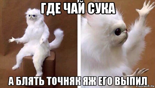 где чай сука а блять точняк яж его выпил, Мем Чучело кота