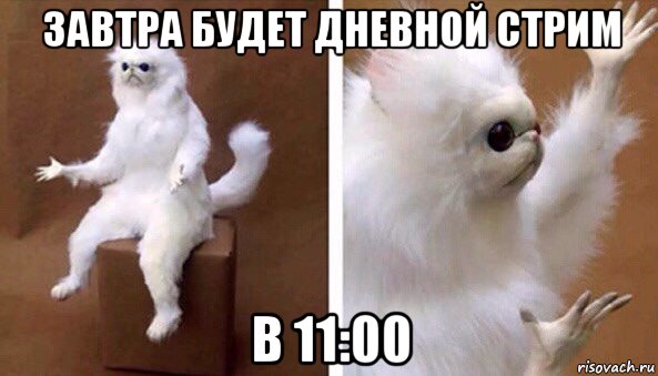 завтра будет дневной стрим в 11:00, Мем Чучело кота