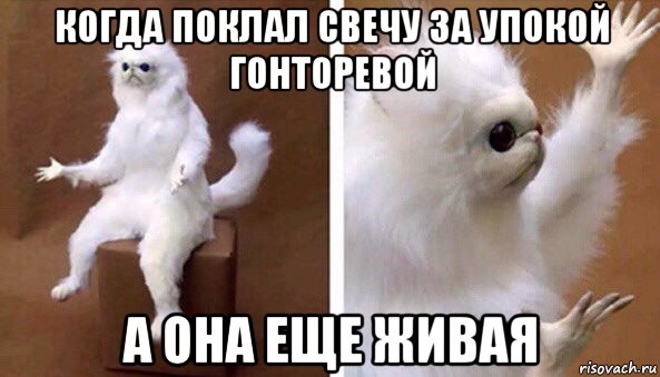 когда поклал свечу за упокой гонторевой а она еще живая, Мем Чучело кота