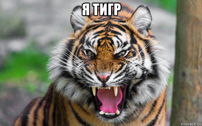 я тигр , Мем ДЕРЗКИЙ ТИГР