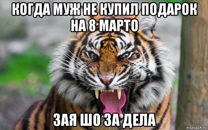 когда муж не купил подарок на 8 марто зая шо за дела, Мем ДЕРЗКИЙ ТИГР