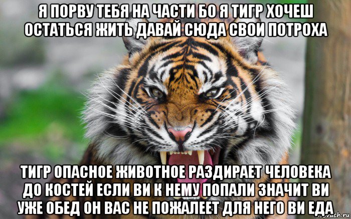 я порву тебя на части бо я тигр хочеш остаться жить давай сюда свои потроха тигр опасное животное раздирает человека до костей если ви к нему попали значит ви уже обед он вас не пожалеет для него ви еда, Мем ДЕРЗКИЙ ТИГР