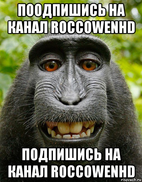 поодпишись на канал roccowenhd подпишись на канал roccowenhd, Мем  Довольная обезьяна