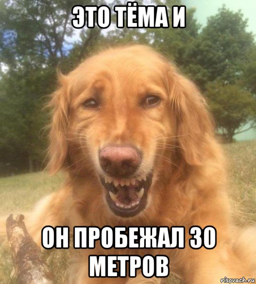 это тёма и он пробежал 30 метров, Мем   Когда увидел что соседского кота отнесли в чебуречную