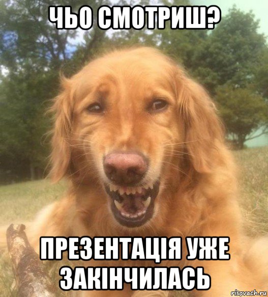 чьо смотриш? презентація уже закінчилась, Мем   Когда увидел что соседского кота отнесли в чебуречную