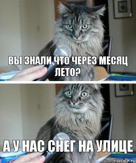 вы знали что через месяц лето? а у нас снег на улице, Комикс  кот с микрофоном