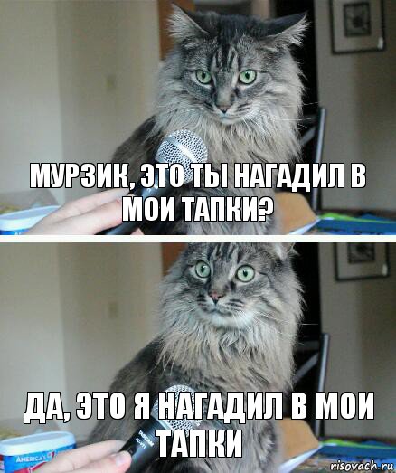 Мурзик, это ты нагадил в мои тапки? Да, это я нагадил в мои тапки, Комикс  кот с микрофоном