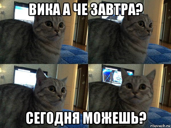 вика а че завтра? сегодня можешь?, Мем  Кот в шоке