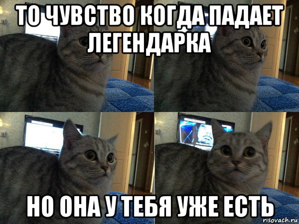 то чувство когда падает легендарка но она у тебя уже есть, Мем  Кот в шоке