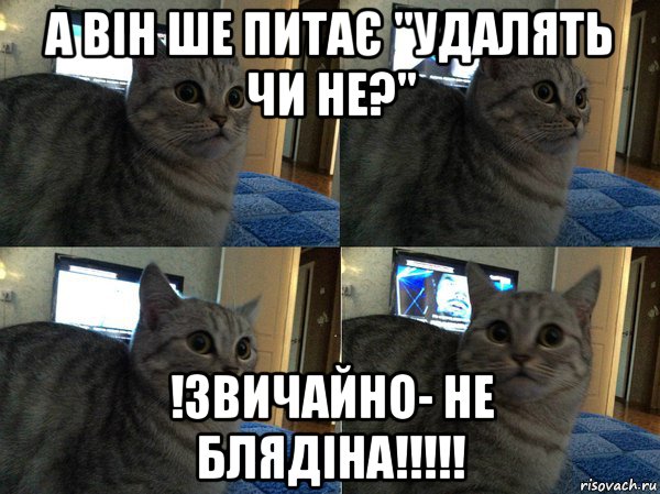 а він ше питає "удалять чи не?" !звичайно- не блядіна!!!!!, Мем  Кот в шоке