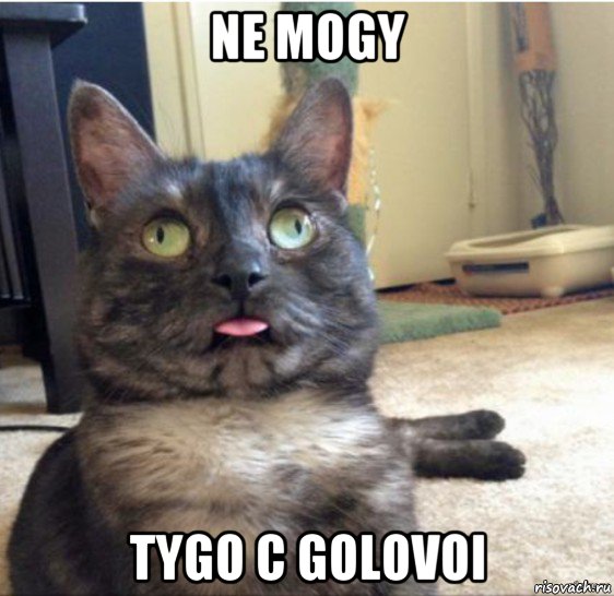 ne mogy tygo c golovoi, Мем   Кот завис