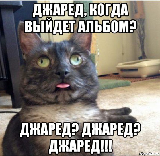 джаред, когда выйдет альбом? джаред? джаред? джаред!!!, Мем   Кот завис