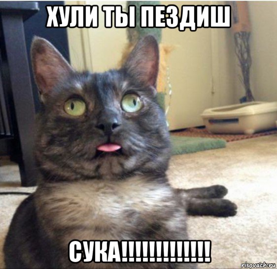 хули ты пездиш сука!!!!!!!!!!!!!, Мем   Кот завис