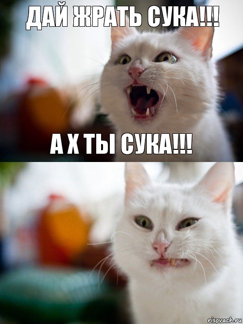 дай жрать сука!!! а х ты сука!!!, Комикс   Котэ предупреждал