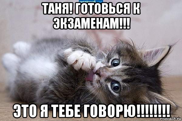 таня! готовься к экзаменам!!! это я тебе говорю!!!!!!!!, Мем  котенок