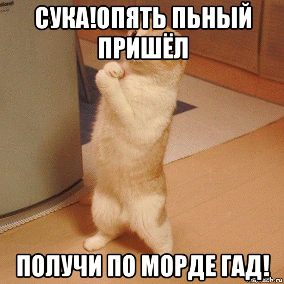 сука!опять пьный пришёл получи по морде гад!, Мем  котэ молится