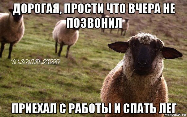 дорогая, прости что вчера не позвонил приехал с работы и спать лег, Мем  Наивная Овца