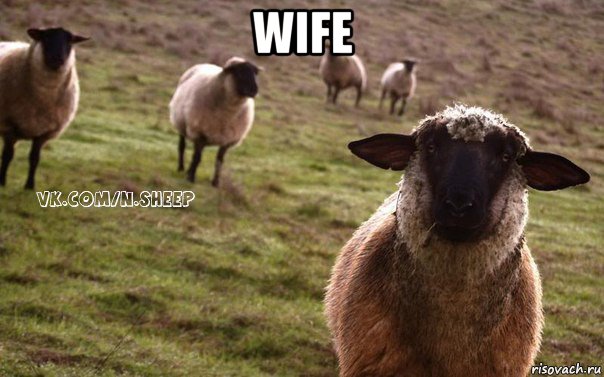 wife , Мем  Наивная Овца