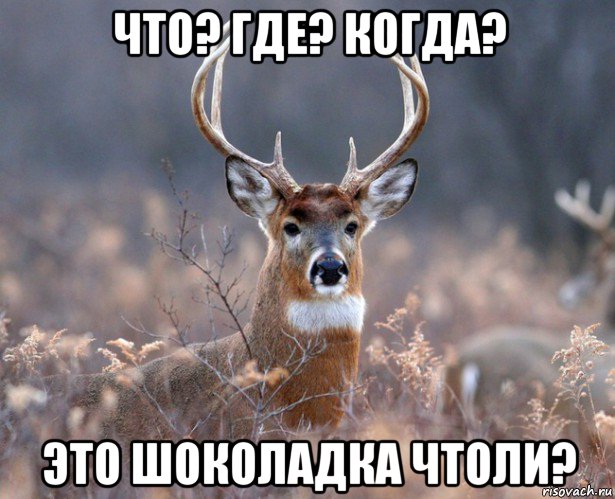 что? где? когда? это шоколадка чтоли?