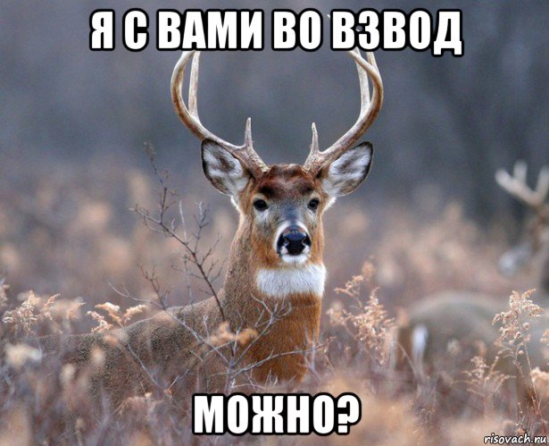 я с вами во взвод можно?, Мем   Наивный олень