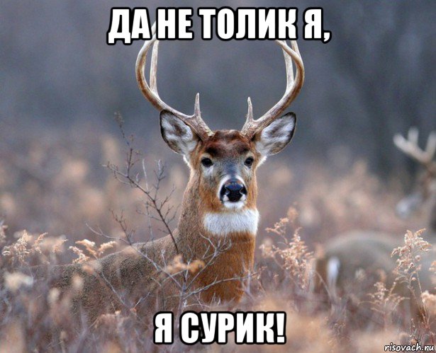 да не толик я, я сурик!, Мем   Наивный олень