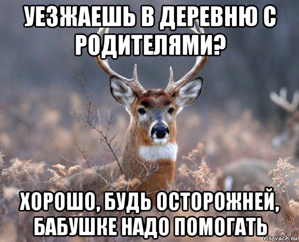 уезжаешь в деревню с родителями? хорошо, будь осторожней, бабушке надо помогать, Мем   Наивный олень