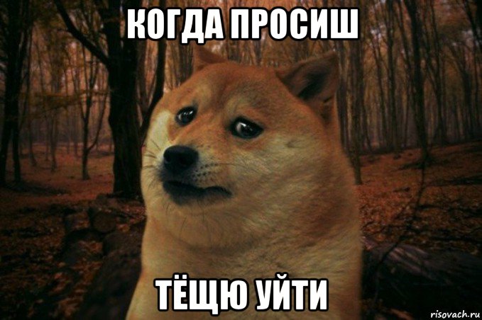 когда просиш тёщю уйти, Мем SAD DOGE